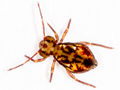 Dicyrtomina saundersi